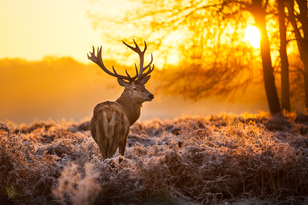 Best Bikepacking Events UK & Ireland: Richmond Park